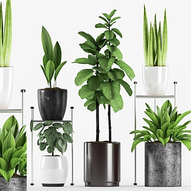 Assorted Plants in Stylish Pots 3D model image 1 