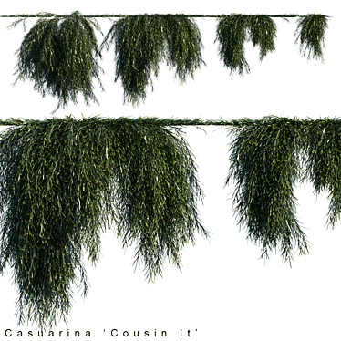 Title: Fluffy Casuarina Cousin It Creeper 3D model image 1 