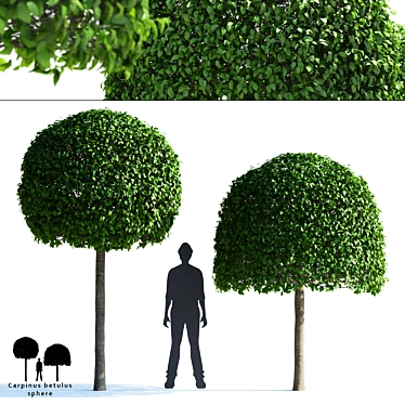 Hornbeam Topiary Ball | Carpinus Betulus #2 3D model image 1 