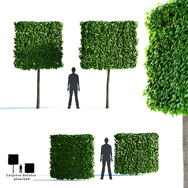 Hornbeam Pleached Topiary Tree | Carpinus Betulus Trellis 3D model image 1 