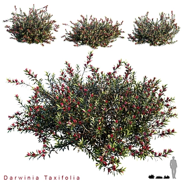 Vertex Colored Darwinia Taxifolia: 3 Variation 3D model image 1 