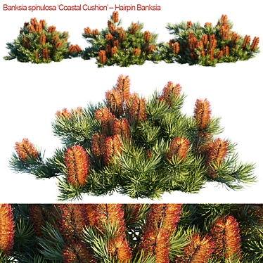 Coastal Banksia Hairpin: Exquisite 3D Model 3D model image 1 