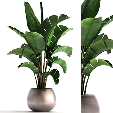 Tropical Plant Collection 3D model image 1 