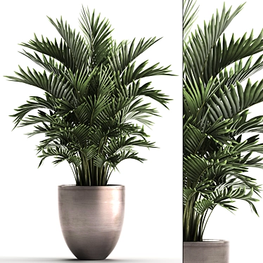 Exotic Indoor Plant Collection with Palm - Kentia & Howea Forsteriana 3D model image 1 