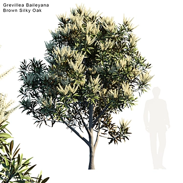 Silky Oak Tree: Grevillea Baileyana 3D model image 1 