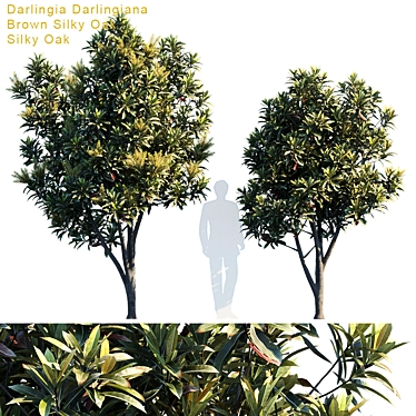Silky Oak Tree - Darlingia Darlingiana 3D model image 1 