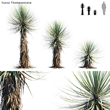 Thompson's Yucca: Versatile Beaked Beauty 3D model image 1 