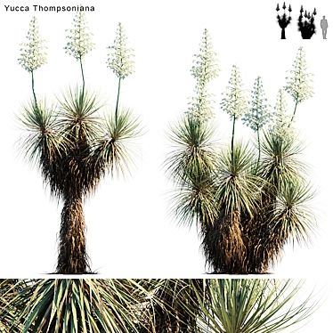 Elegant Beaked Yucca: Vibrant Variation 3D model image 1 