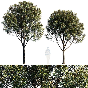 Urban Flora V6 - Detailed Model Trees 3D model image 1 