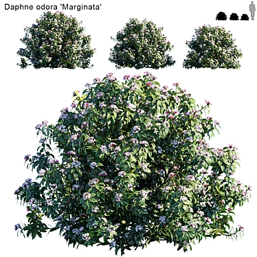 Daphne Odora Marginata: Versatile and Vibrant 3D model image 1 