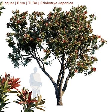 Eriobotrya Japonica Tree: Vibrant & Realistic Model 3D model image 1 
