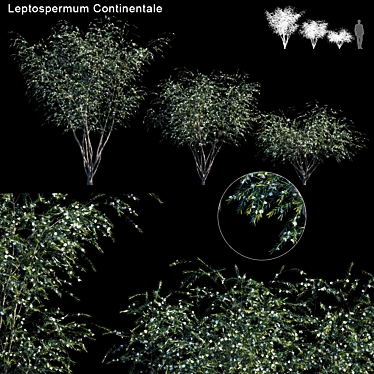Prickly Tea-tree: Leptospermum Continentale 3D model image 1 