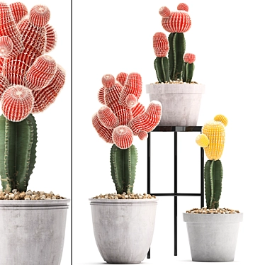 Exotic Cactus Collection 3D model image 1 