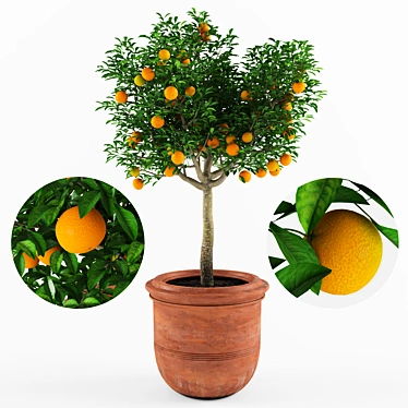 Ornamental Mandarin Orange Tree 3D model image 1 