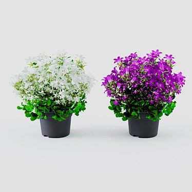 Campanula Houseplant: Elegant and Unique Décor 3D model image 1 