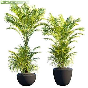 Outdoor Butterfly Palm: Stunning and Low-Maintenance 3D model image 1 