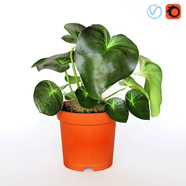 Multifaceted Peperomia: Indoor Cultivated Plant 3D model image 1 