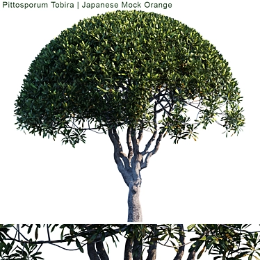 Elegant Pittosporum Tobira Tree 3D model image 1 