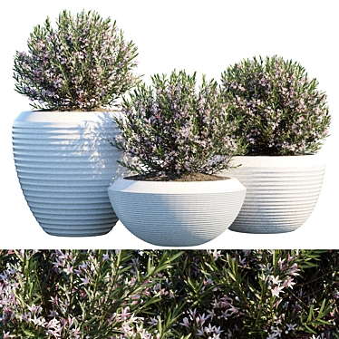 Outdoor Greenery: Plant in Pots 3D model image 1 