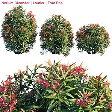 Vibrant Nerium Oleander Bush 3D model image 1 
