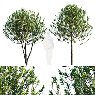 Vertex Colored Garden Tree 3D model image 1 