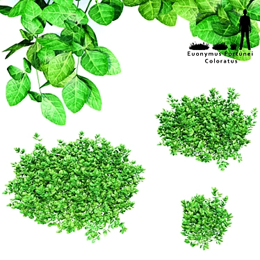 Euonymus Fortunei Coloratus Bush | 3D Models 3D model image 1 