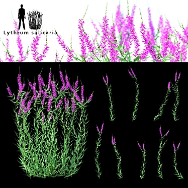Green Stalk Flowers | Lythrum Salicaria - Botanical Arrangement 3D model image 1 