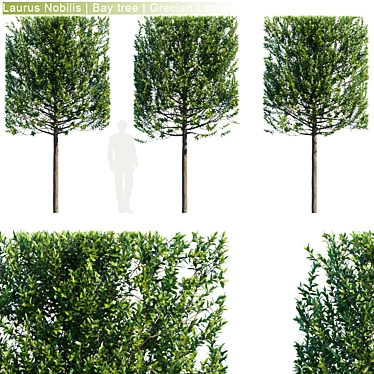 Grecian Laurel Hedge: Laurus Nobilis Bay Tree 3D model image 1 