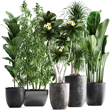 Exotic Plant Collection: Frangipani, Ficus, Dracaena 3D model image 1 