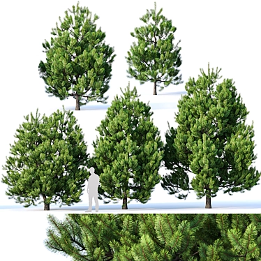 Optimized Pinus sylvestris Collection 3D model image 1 