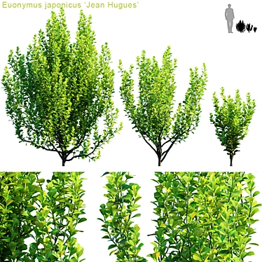 Elegant Euonymus japonicus "Jean Hugues 3D model image 1 