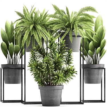 Exotic Plant Collection: Nephrolepis, Fern, Dracaena, Curculigo 3D model image 1 