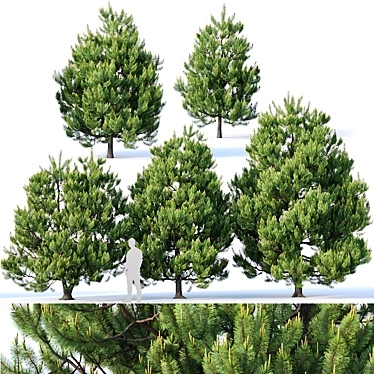 5 Majestic Pines for Stunning Landscape 3D model image 1 