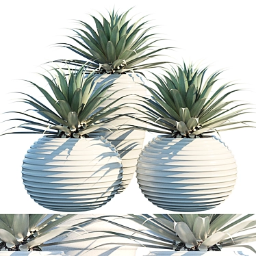 Succulent Collection: Agave 3D model image 1 