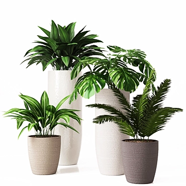 Tropical Indoor Plant Collection 3D model image 1 