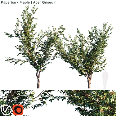 Exquisite Paperbark Maple Tree 3D model image 1 