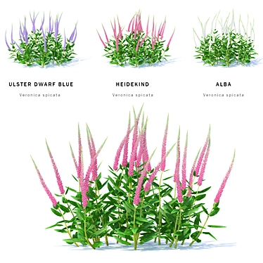 Veronica Spike Bush | Spicata Varieties 3D model image 1 