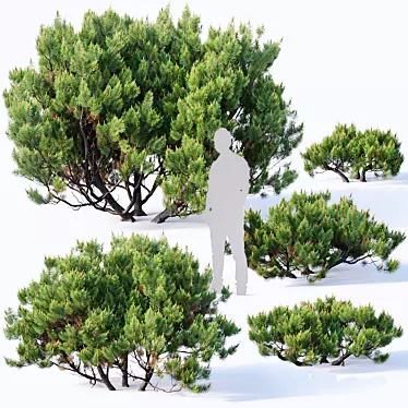 Mugo Pine Collection: 60-260cm 3D model image 1 