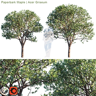 Exquisite Paperbark Maple | Acer Griseum 3D model image 1 