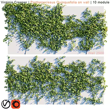 Lush Virginia Creeper | Parthenocissus Quinquefolia Greenery 3D model image 1 