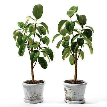 Flexible Ficus Set - Turbosmooth 3D model image 1 