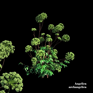 Heavenly Angelica: Verdant Polys 3D model image 1 