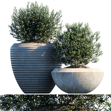  Fragrant Rosemary Plant in Pot 3D model image 1 