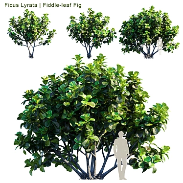 Lush Fiddle-Leaf Fig | Realistic 3D Model 3D model image 1 