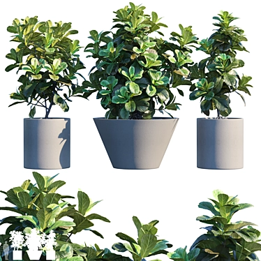 Ficus Lyrata: Elegant Potted Plant 3D model image 1 