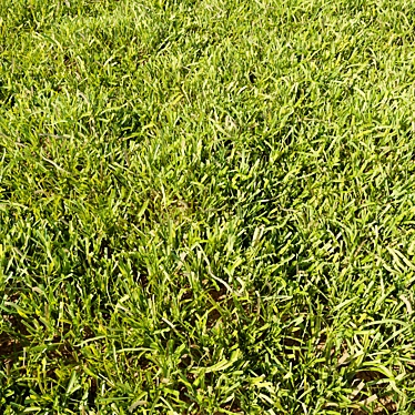 Realistic Translucent Grass Model 3D model image 1 