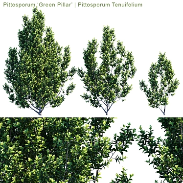 Sleek and Green Pittosporum "Green Pillar 3D model image 1 