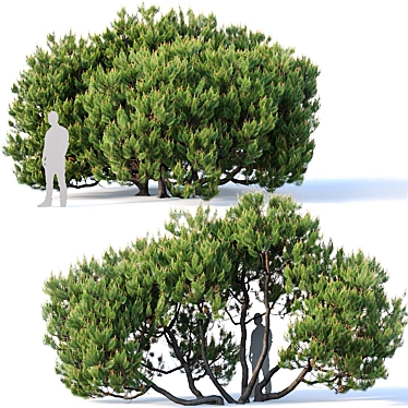 Pinus mugo # 3. H380 cm. Five tree modular set