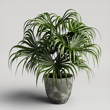 Exotic Chinese Fan Palm 3D model image 1 