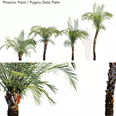 Tropical Paradise: Phoenix & Pygmy Palm 3D model image 1 